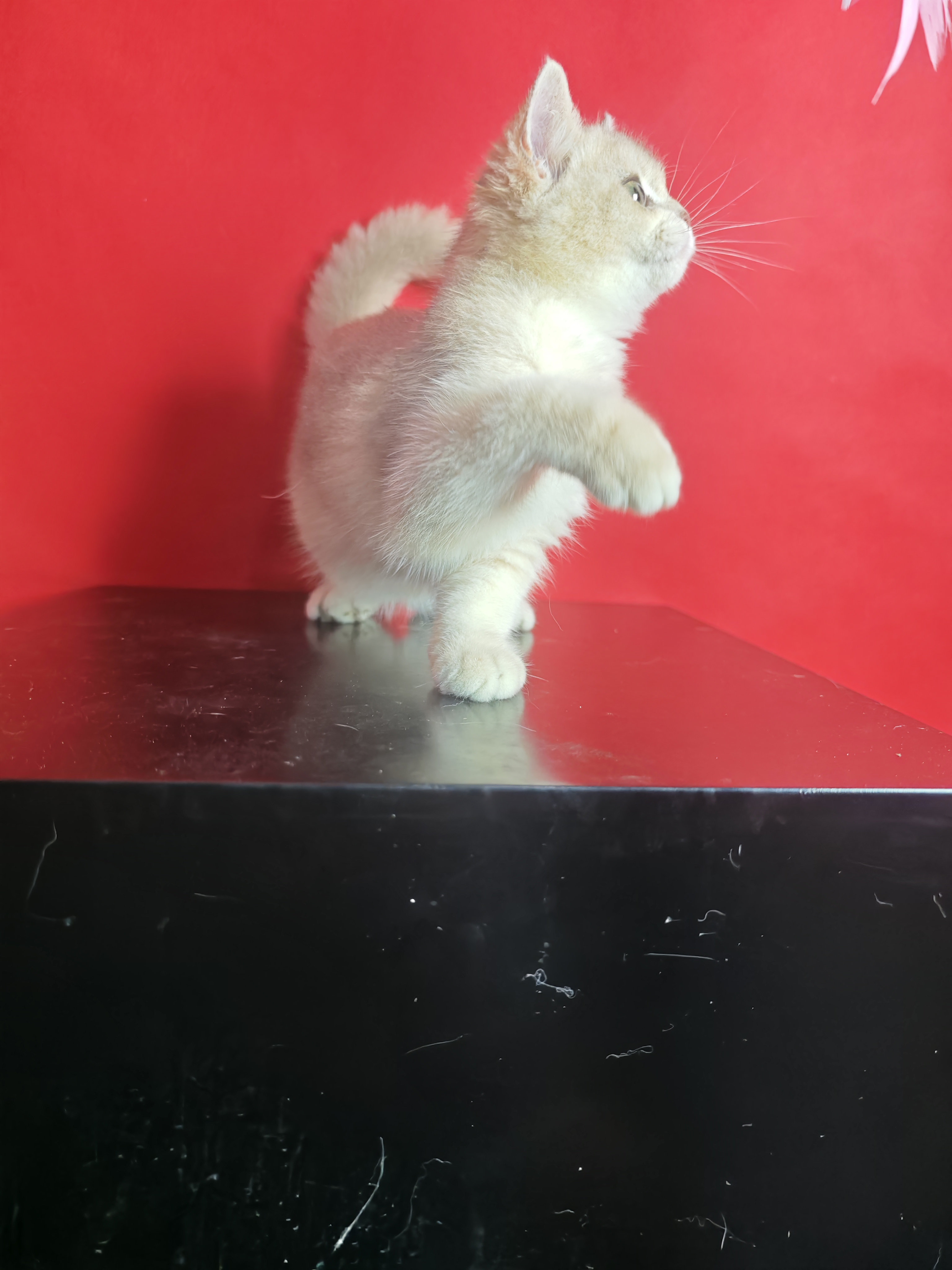 蓝金渐层弟弟,11色,苗全